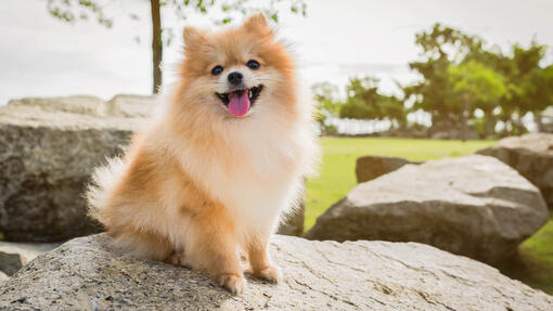 Small yellow dog breeds discount
